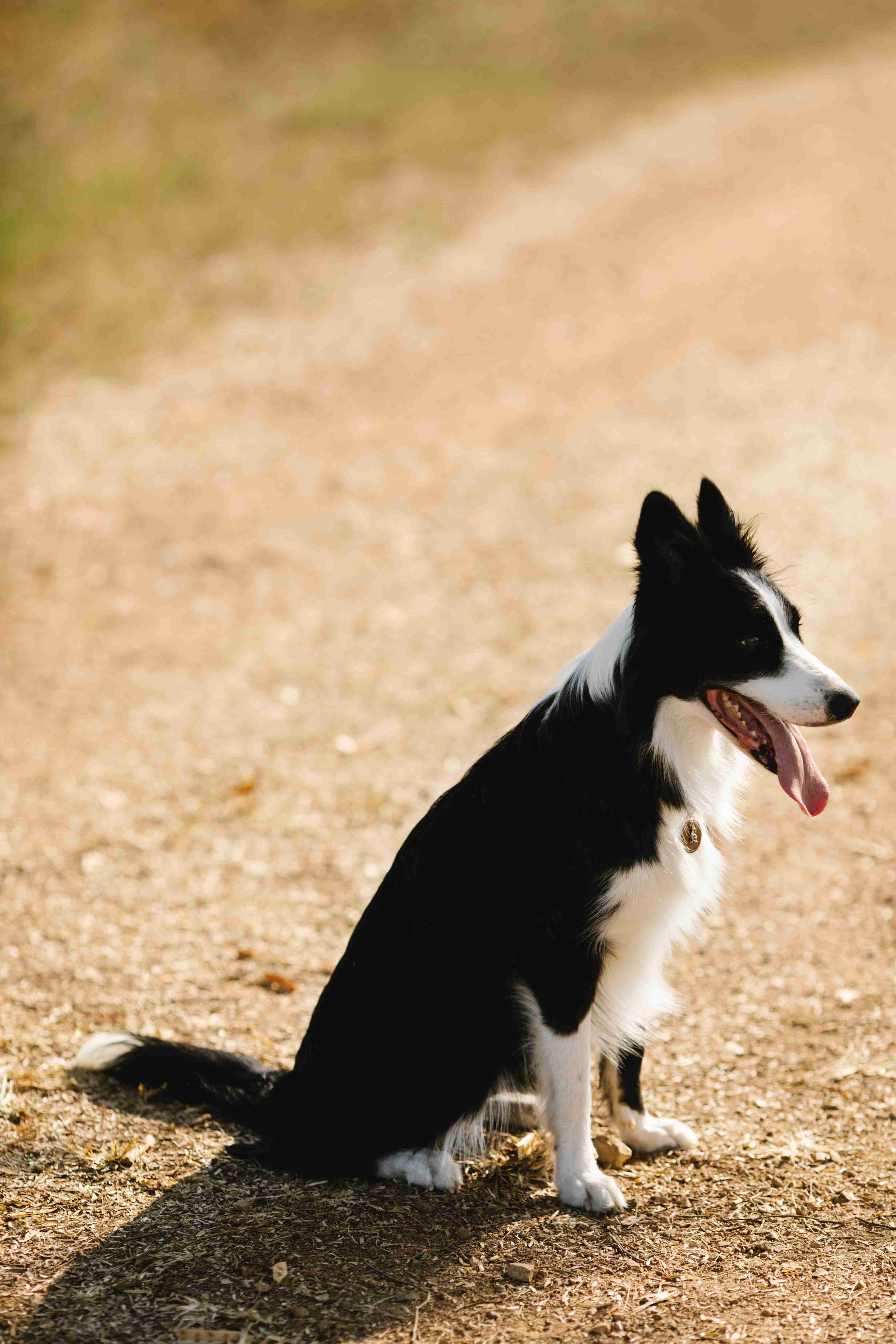 Unleashing the Power of Positive Reinforcement: Why It's Crucial for Training Your Border Collie